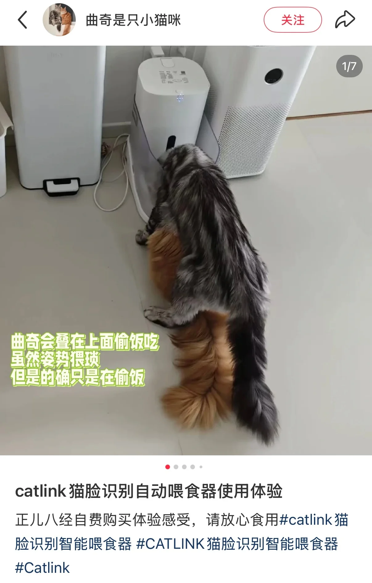 难以忘怀刷到过的这个骑在别人头上吃的咪