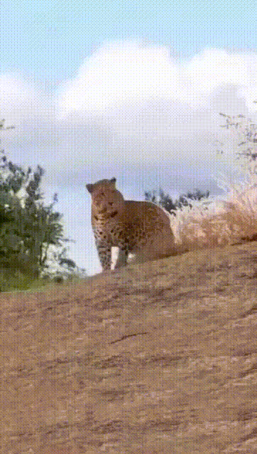 8.gif